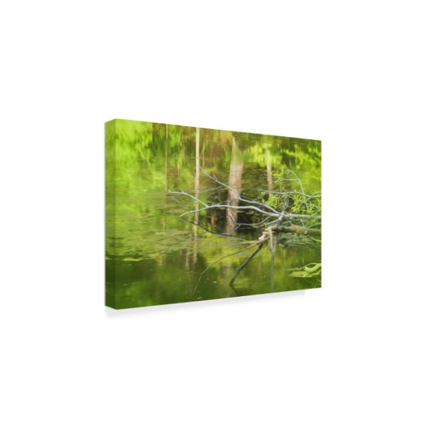 Anthony Paladino 'Dead Tree In Water' Canvas Art,22x32